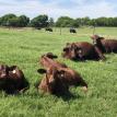 Herd